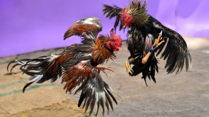 Steps to Participate in Online Cockfighting Betting