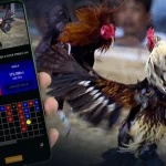 What is Online Cockfighting Betting?