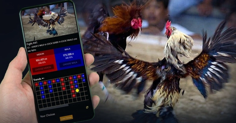What is Online Cockfighting Betting?
