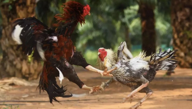 Experience in Betting on Online Cockfighting
